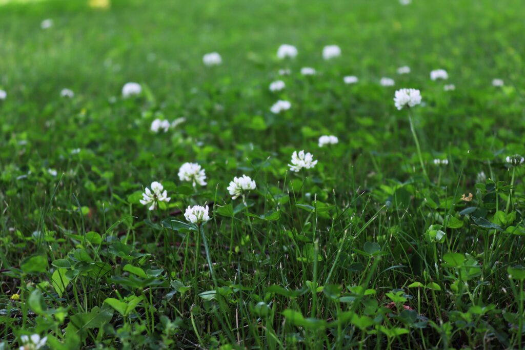 how to plant clover seeds