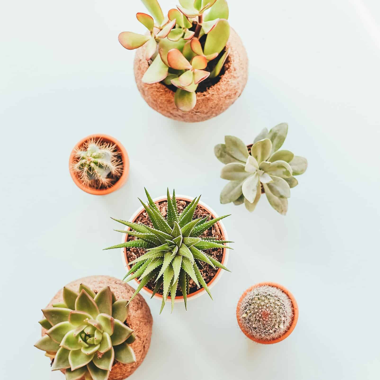 Various succulents in different planters.