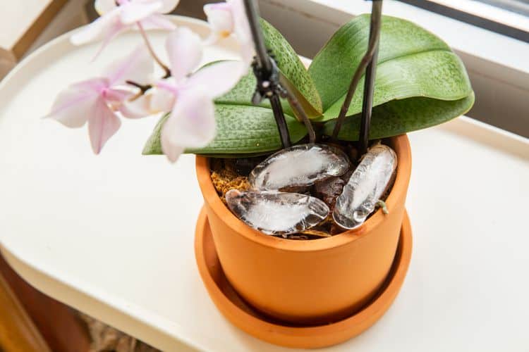 Ice cubes in a planter with an orchid.