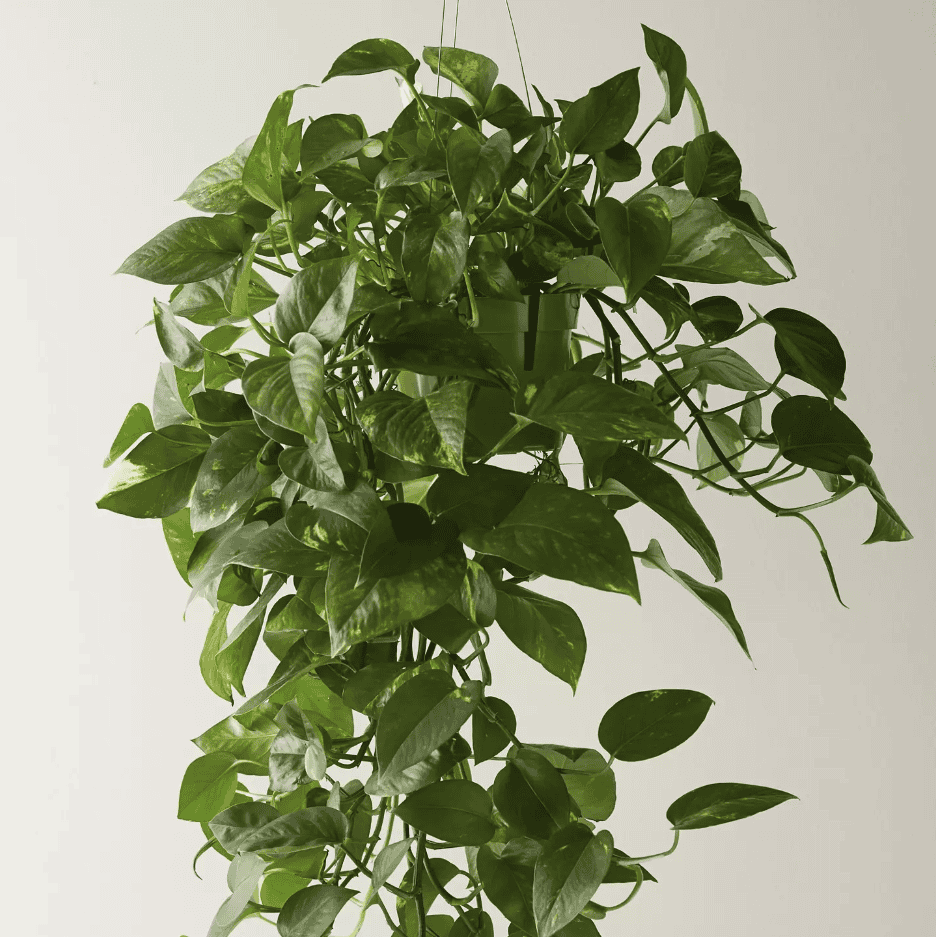 pothos 