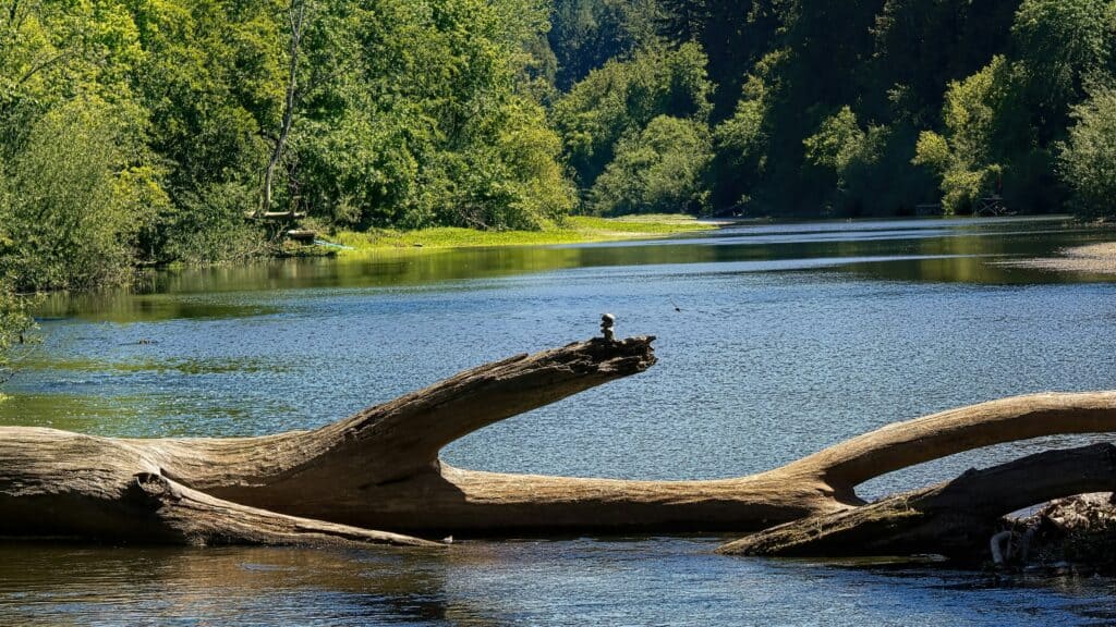 Log in a body of water.