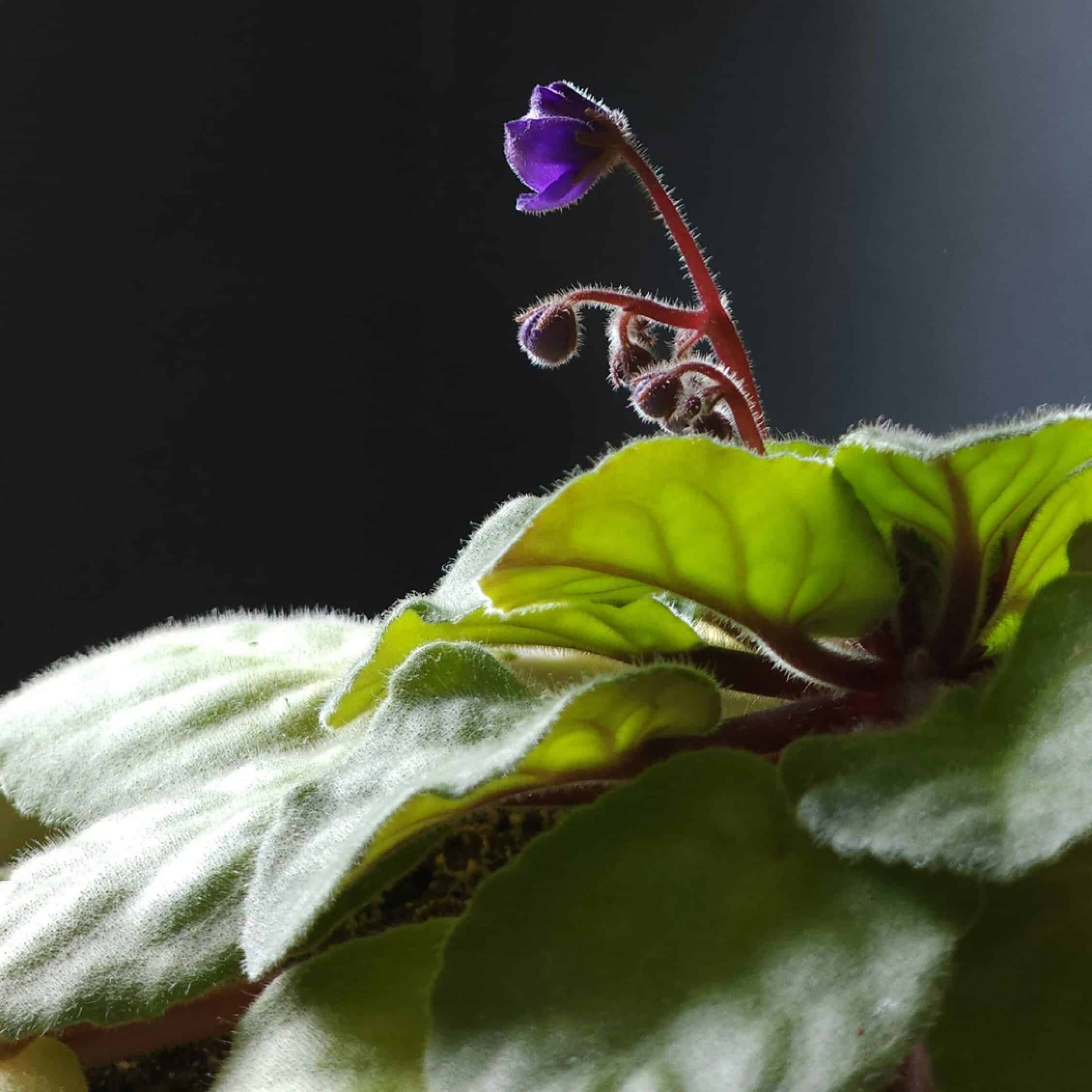 Afrian violet indoor plant for a small pot with a purple bud up close. 