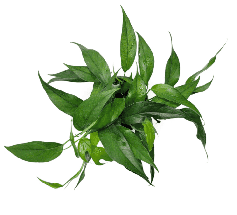 A type of pothos, the Baltic blue pothos with large, silvery-blue leaves. 