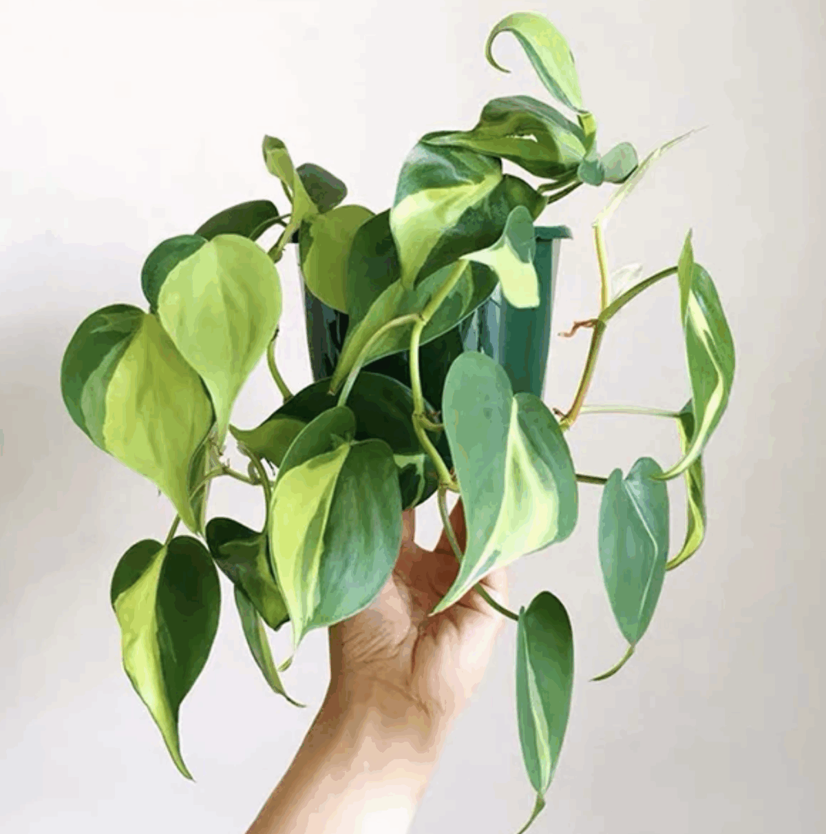 The Brazil pothos with light-green variegation features on its heart-shaped leaves. 