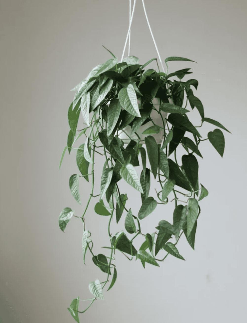The Cebu blue pothos with metallic sheen on its silvery-blue leaves hanging from a pot. 