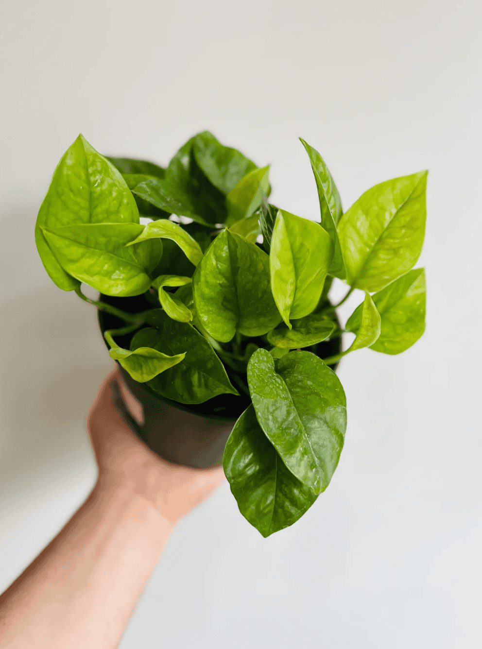  Emerald Pothos with smaller leaves covered in variegated splotches and streaks.