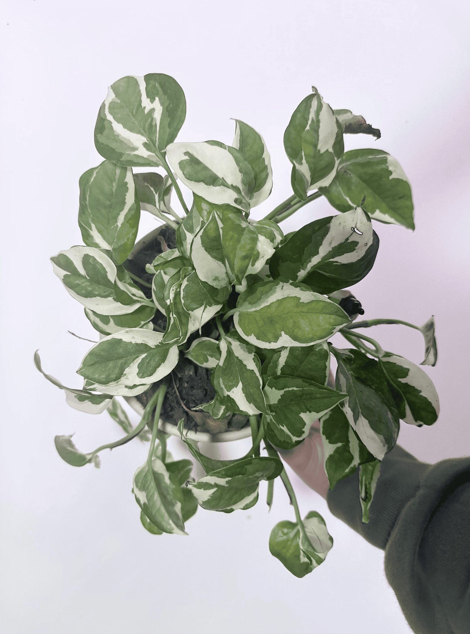 Types of pothos glacier plant being held up with green and white leaves appears with val-shaped leaves are adorned with shades of white and cream.
