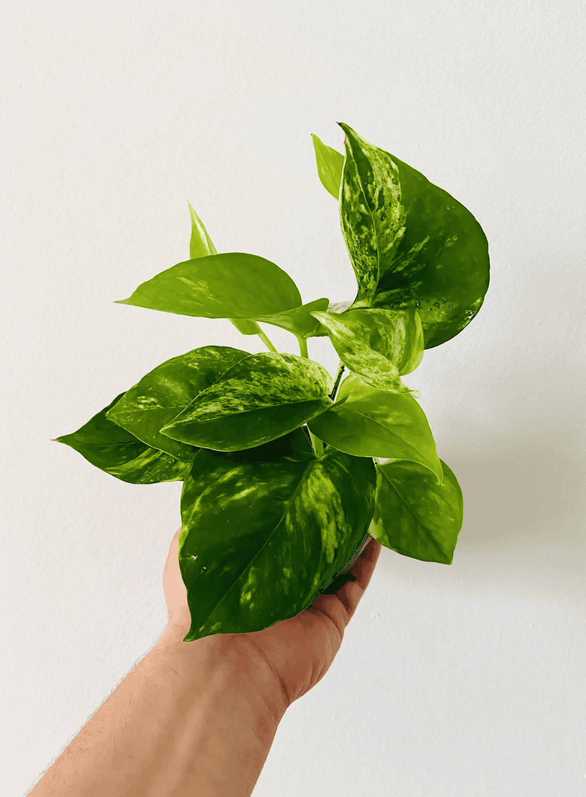 Golden pothos with light green and deep green tinted leaves.