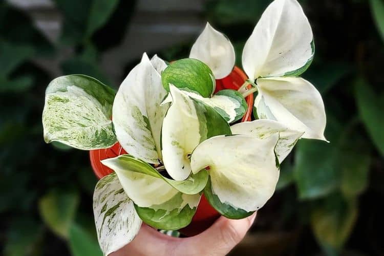 Harlequin pothos with a mix of yellow, cream, and green variegations on its leaves.