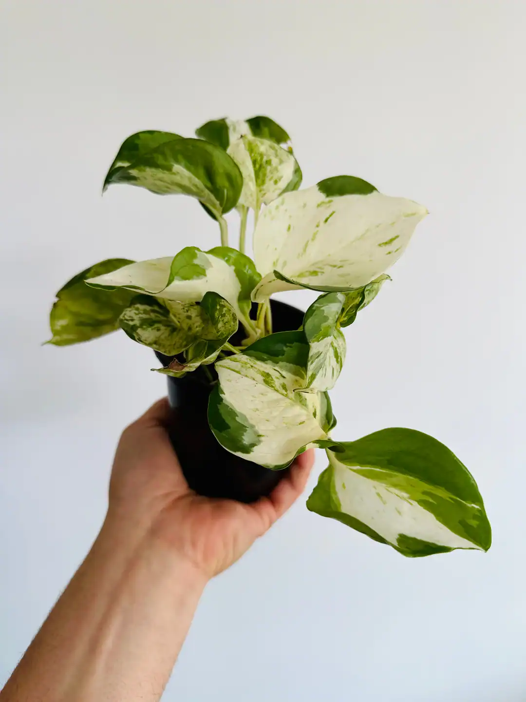 The Manjula pothos with large leaves shaped like hearts and various shades of white and green spread across them.