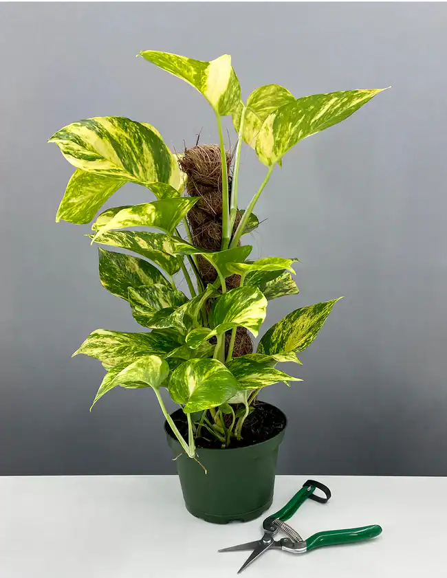 Hawaiian pothos with larger leaves on a table with scissors showing light yellow flecks on its oversized leaves.