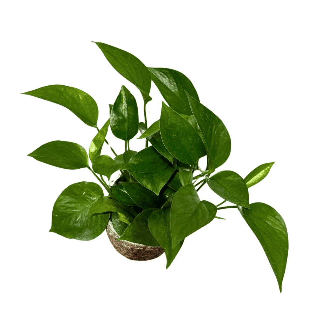 The Jade pothos with notable thick, dark green leaves and thicker stems. 