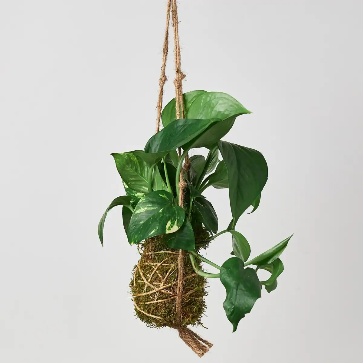 Moss ball types of pothos in a hanging moss ball.