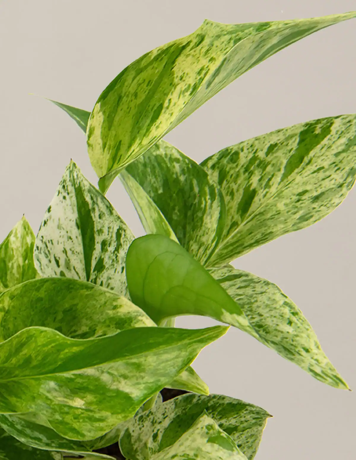  Marble Queen pothos with cream and white variegations on its leaves, reminiscent of a marble countertop. 