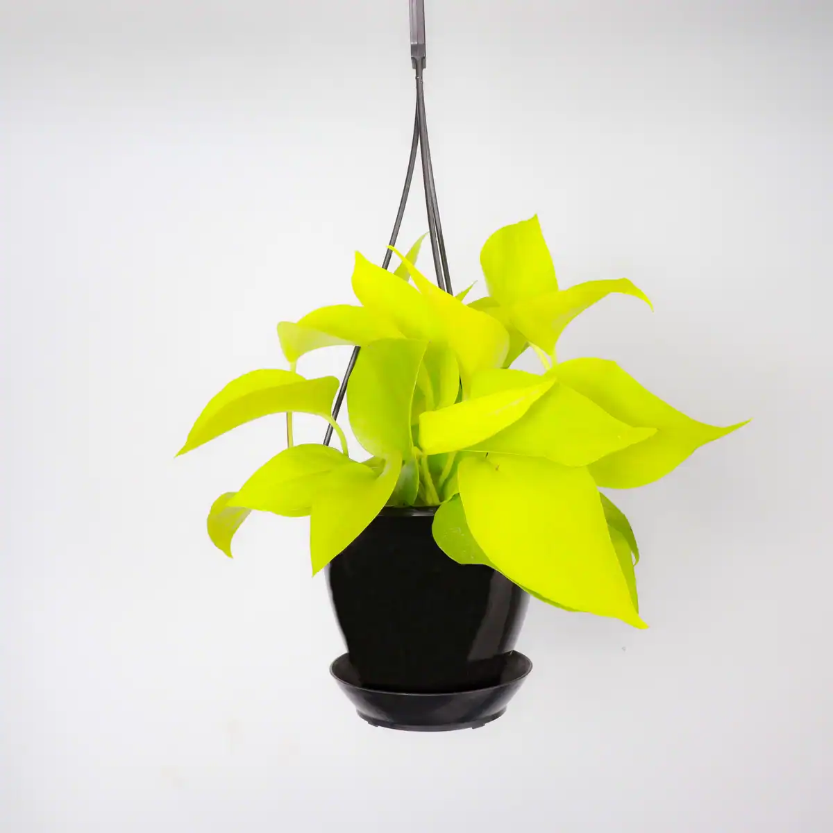 Neon pothos in a black planter with bright chartreuse color of its leaves. 