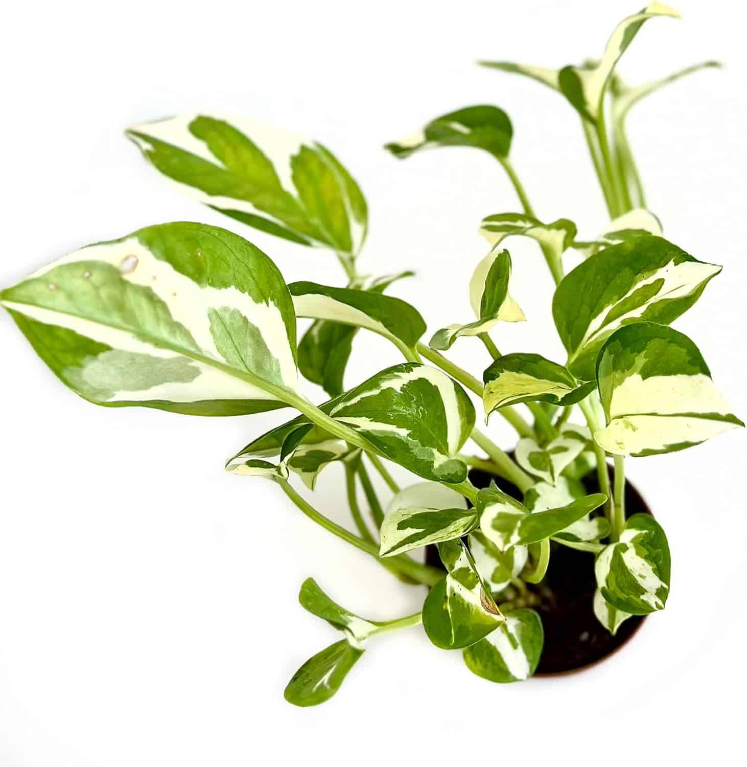 Pothos N’Joy growing on a table with well-defined white and green variegations. 