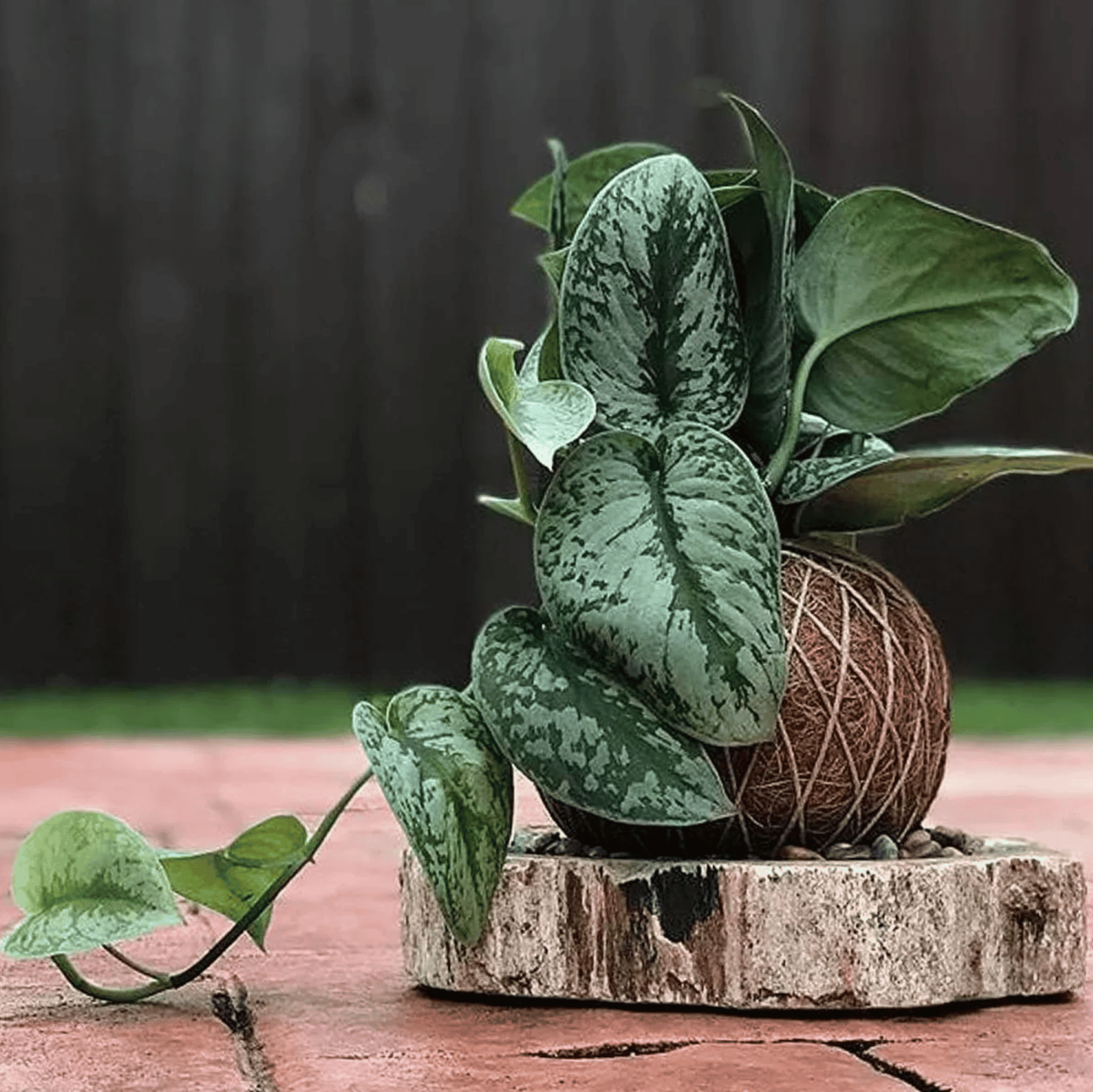 Satin Pothos in an air carrier with silvery-grey splotches on its leaves  