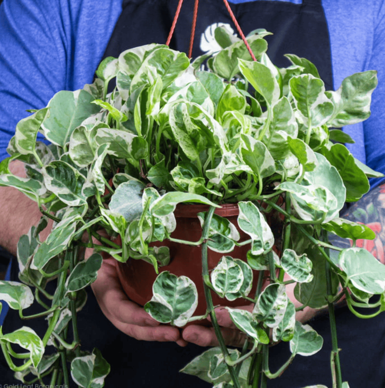 Pearls and Jade pothos in a hand with smaller, thinner white and green leaves.