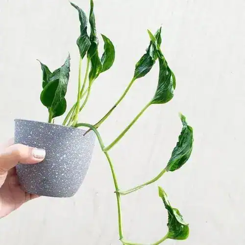 Shangri-La Pothos pothos held in a grey pot with sprouting leaves of deep green. 