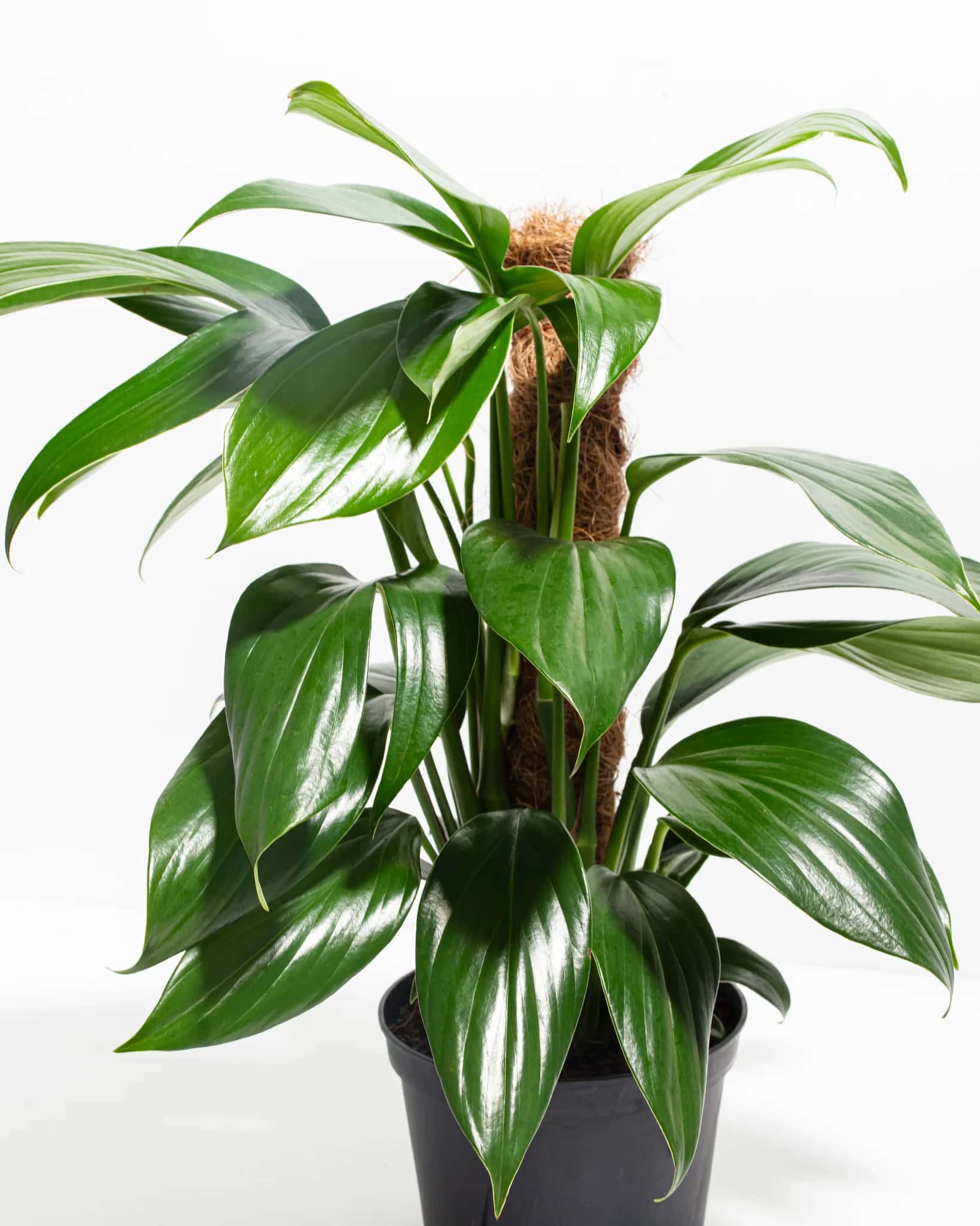 Dragon’s Tail Pothos with long, narrow dark green leaves 
