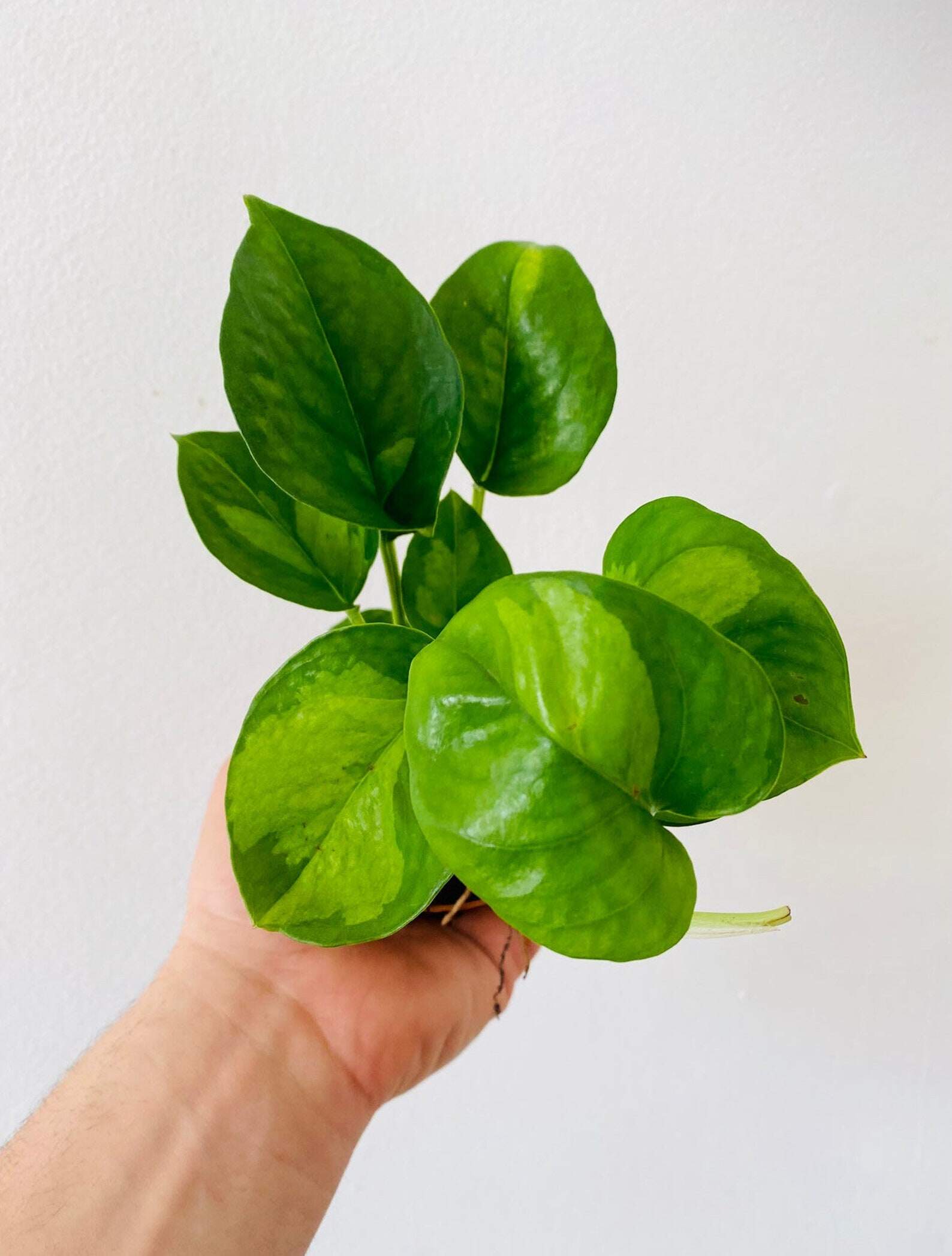 Golden green pothos bright and alive   light variegations on its dark green leaves.