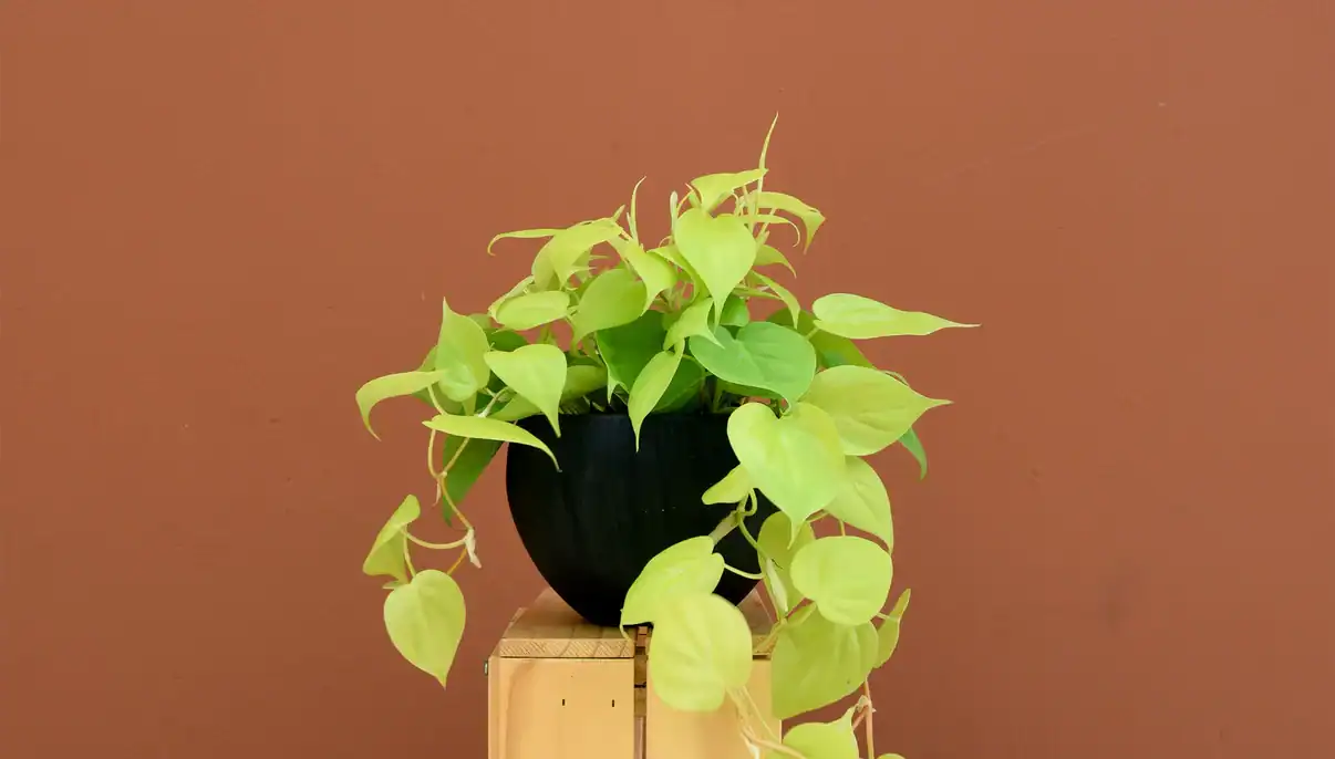 a neon pothos type plant in a black pot with a tan wall.