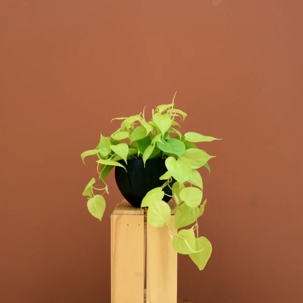 a neon pothos type plant in a black pot with a tan wall.