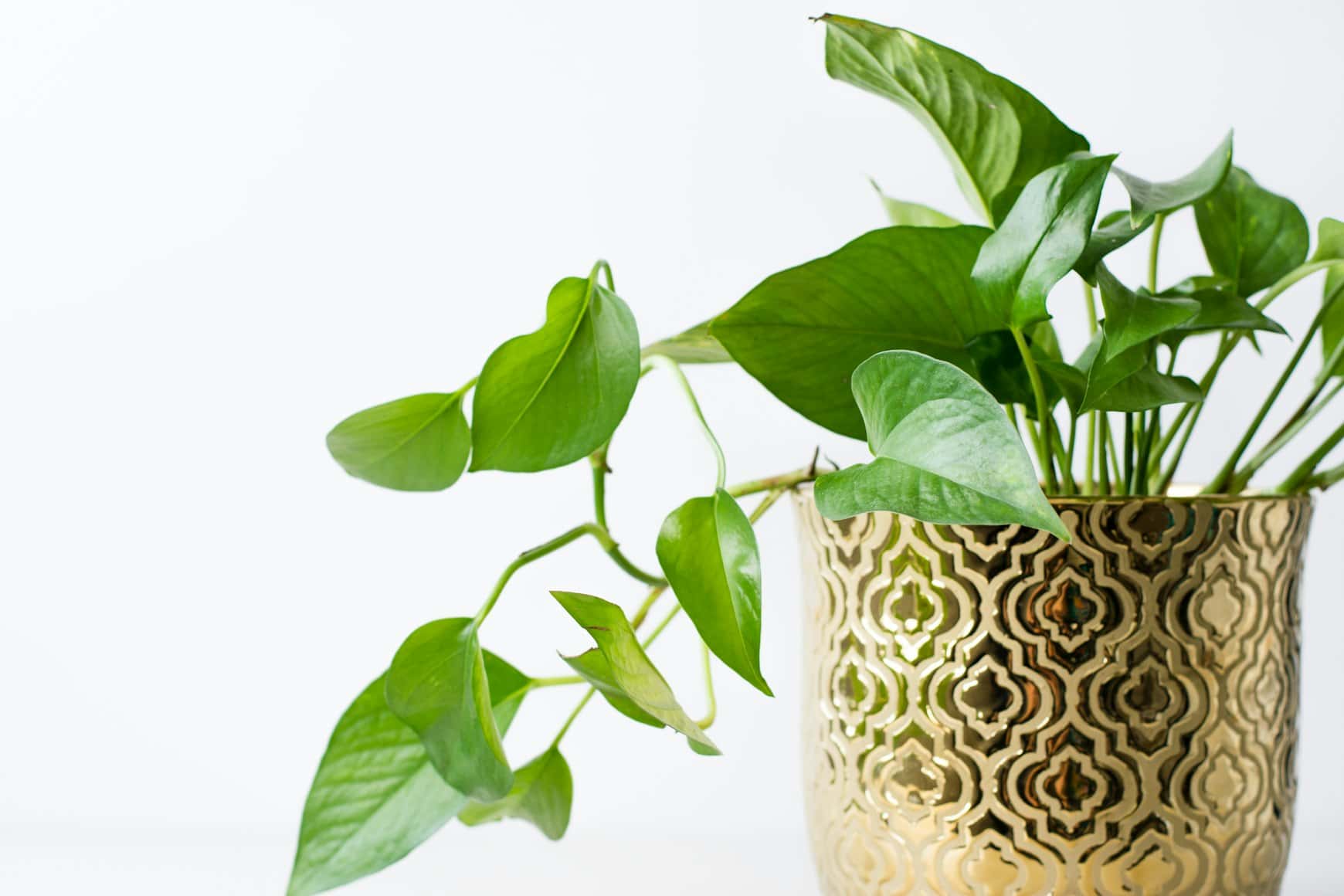 indoor pothos plants types with a gren leaf and golden planter.
