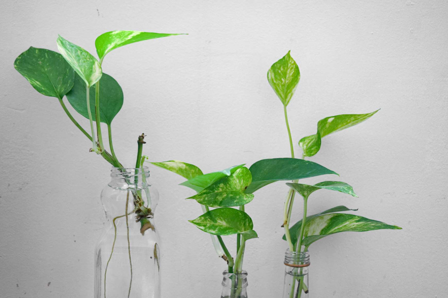 green pothos being propagated. in clear galsses. 