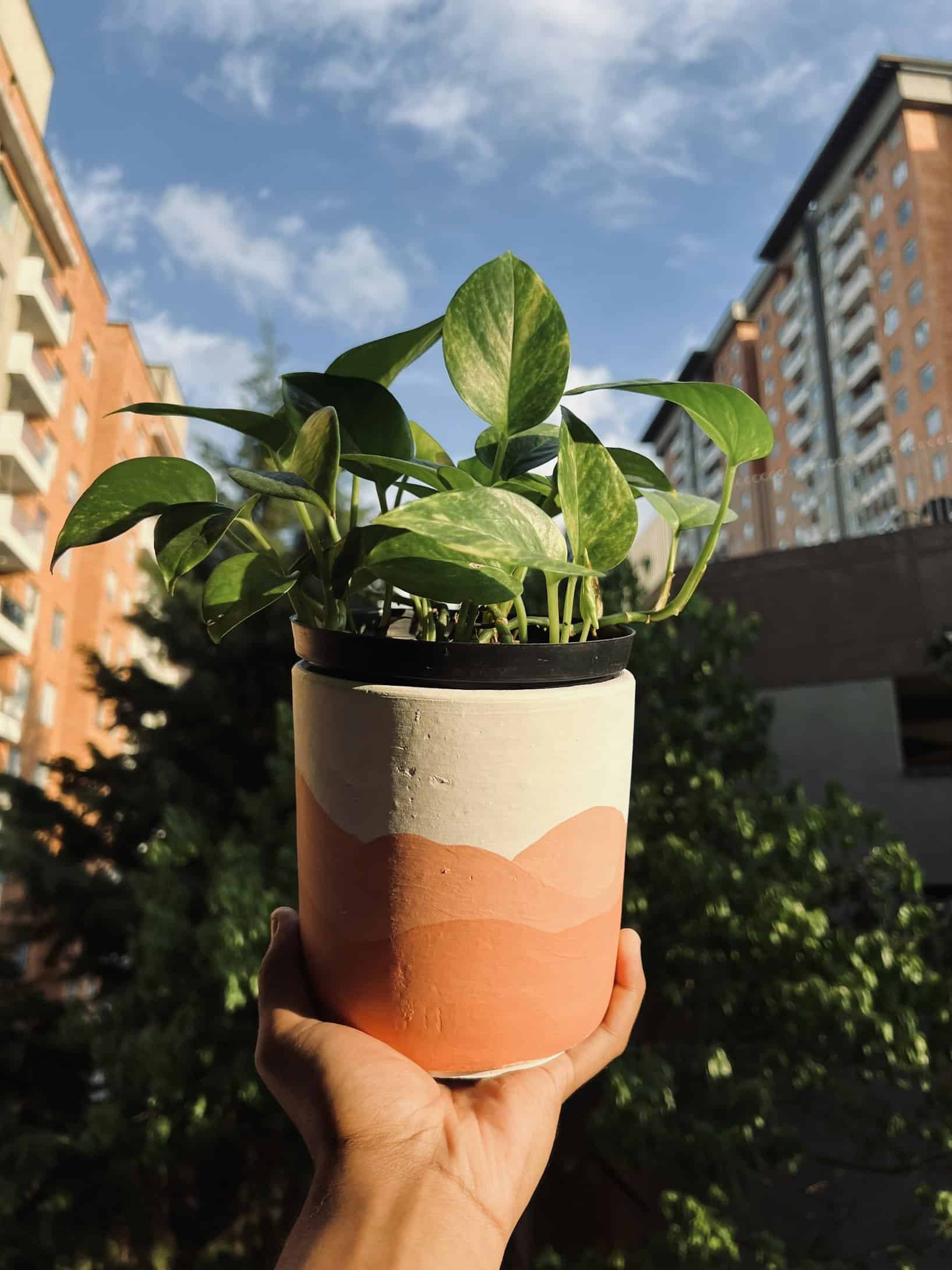 popular pothos houseplants in a terracotta plant being held up with an urban backdrop.