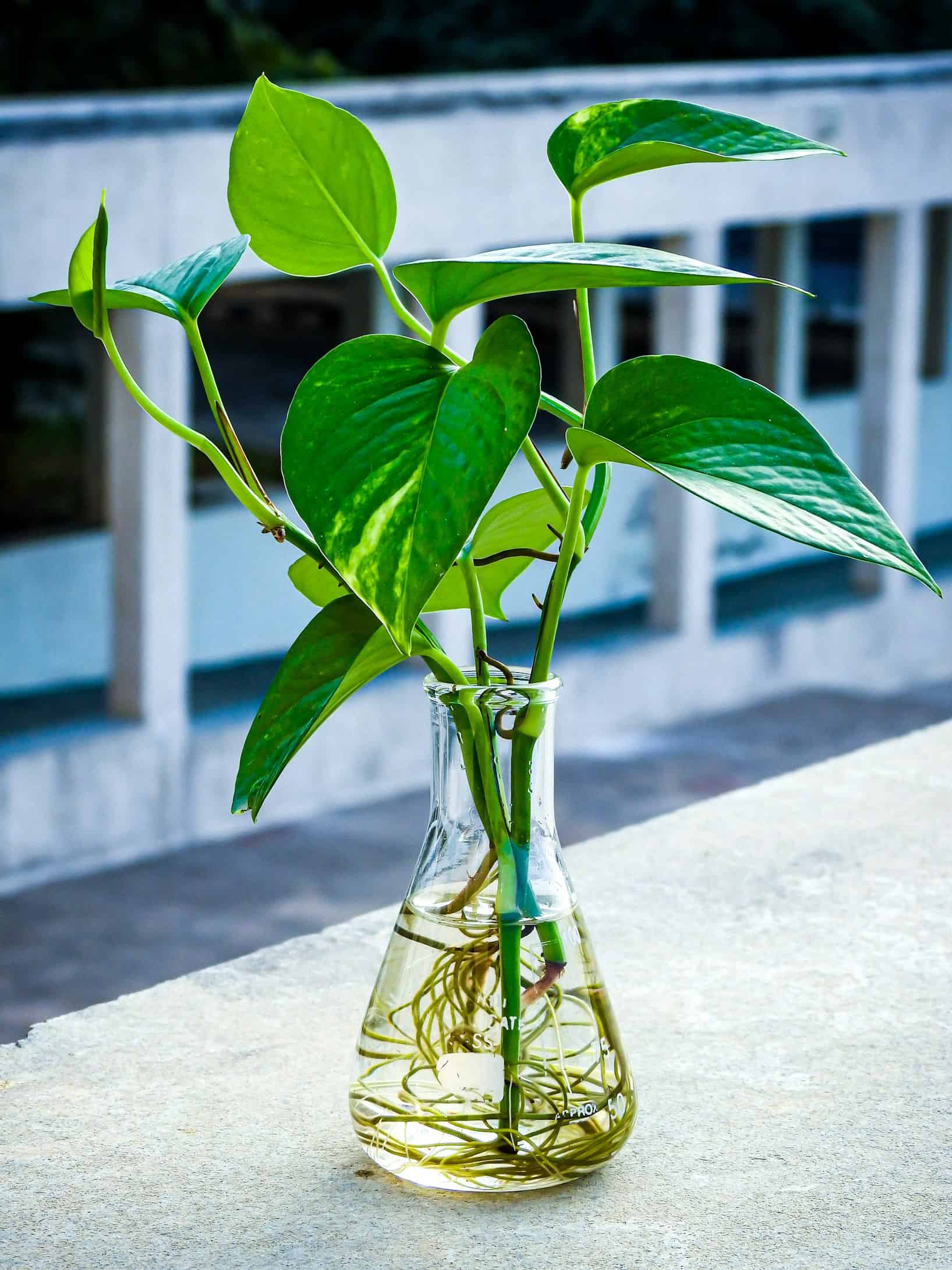 caring for a pothos plant in a glass bottle and propagating roots. 

