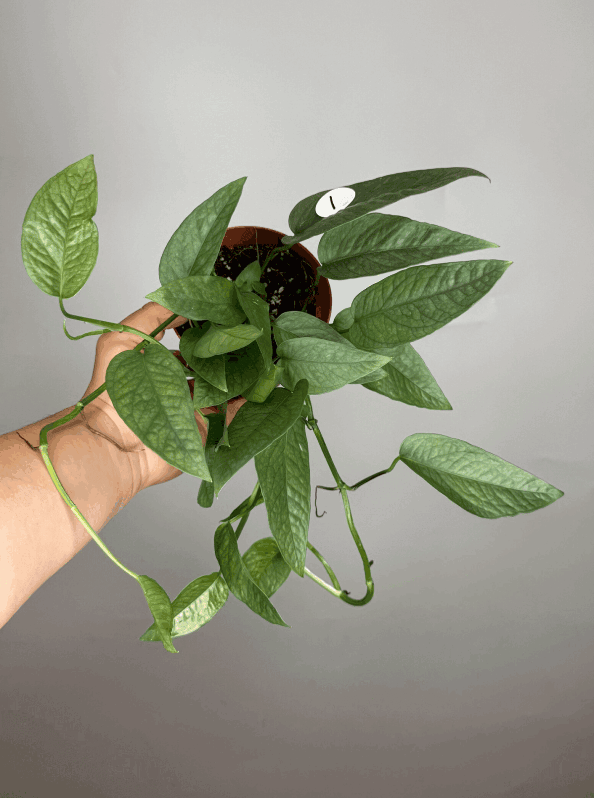 a hand holding a Cebu Blue Pothos.