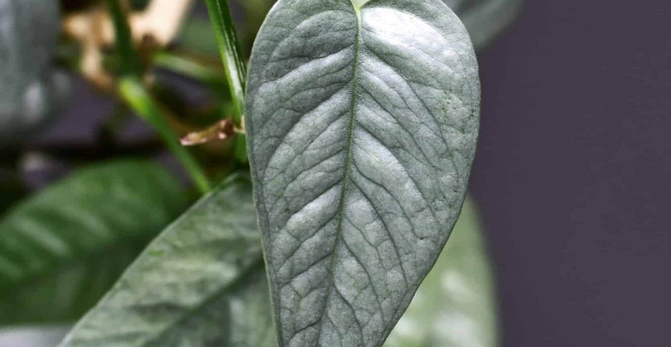 Baltic Blue Pothos plant upclose