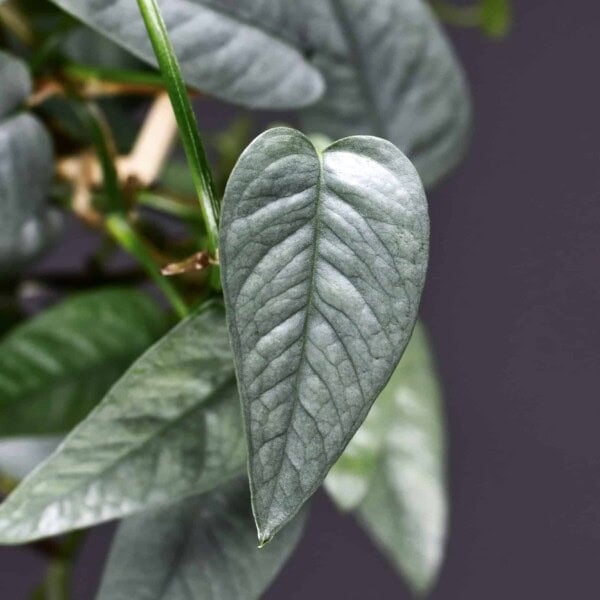 Baltic Blue Pothos plant upclose