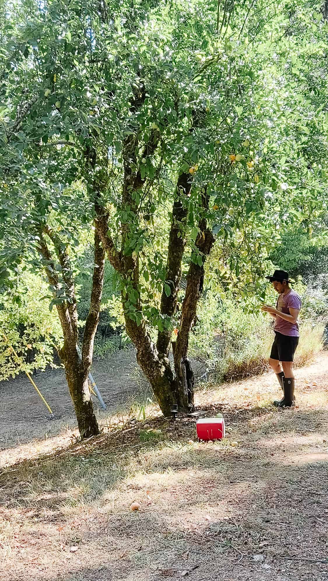 Anthony standing in front of a giant Gravenstein apple tree in a purple shirt with a black cowboy hat picking apples. 