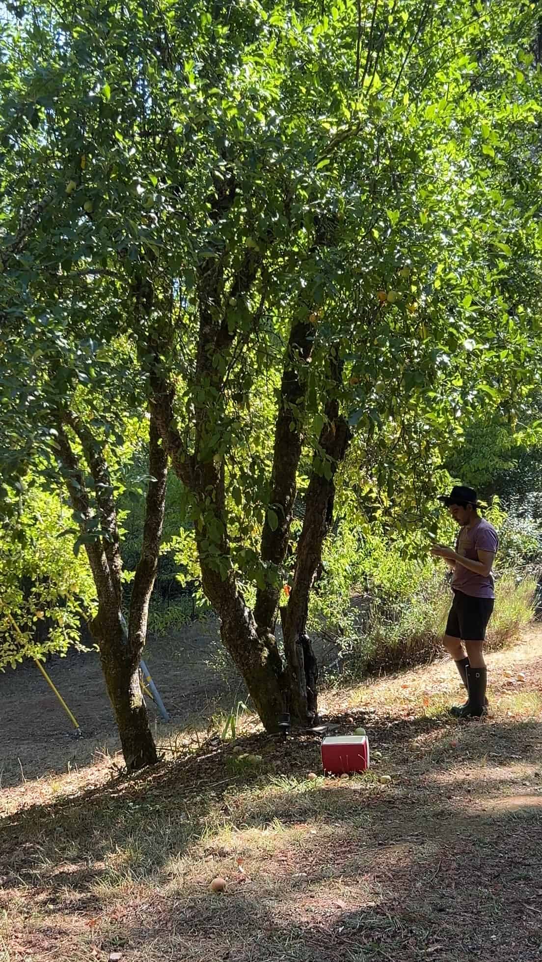 Anthony at 136 home picking gravenstein apples at the cabin.