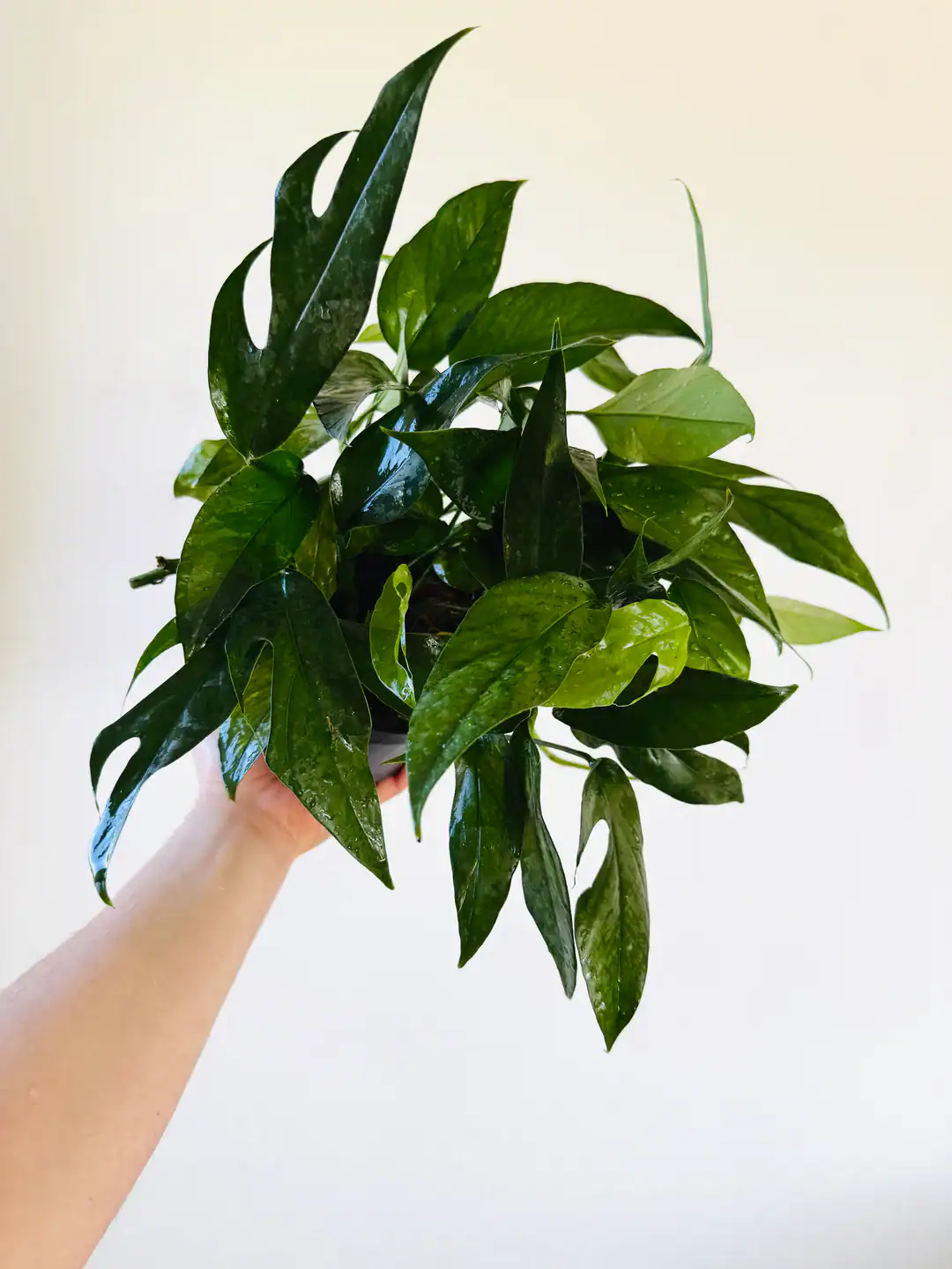 A baltic blue pothos with striking, sharp, shiny leaves is being held up against a white wall freshly misted. 