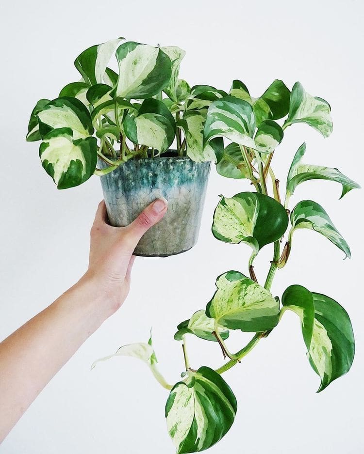 Hawaiian pothos held up with speckled yellow and green leaves against a white wall.