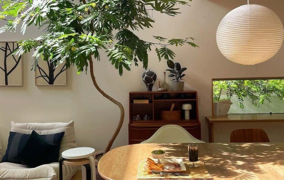 Indoor plant care, tree looking great in a beautiful Japandi living room.