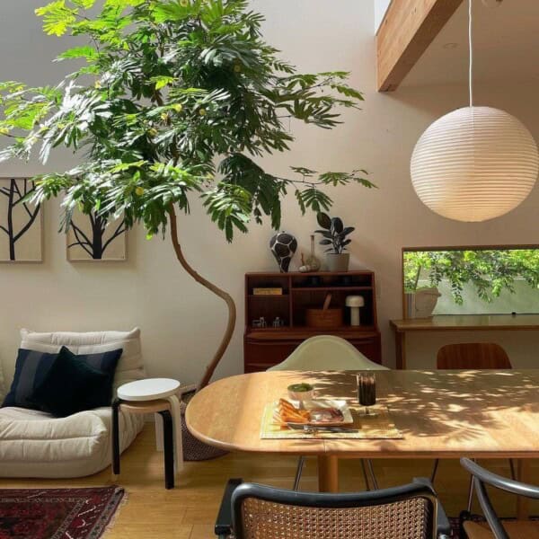 Indoor plant care, tree looking great in a beautiful Japandi living room.