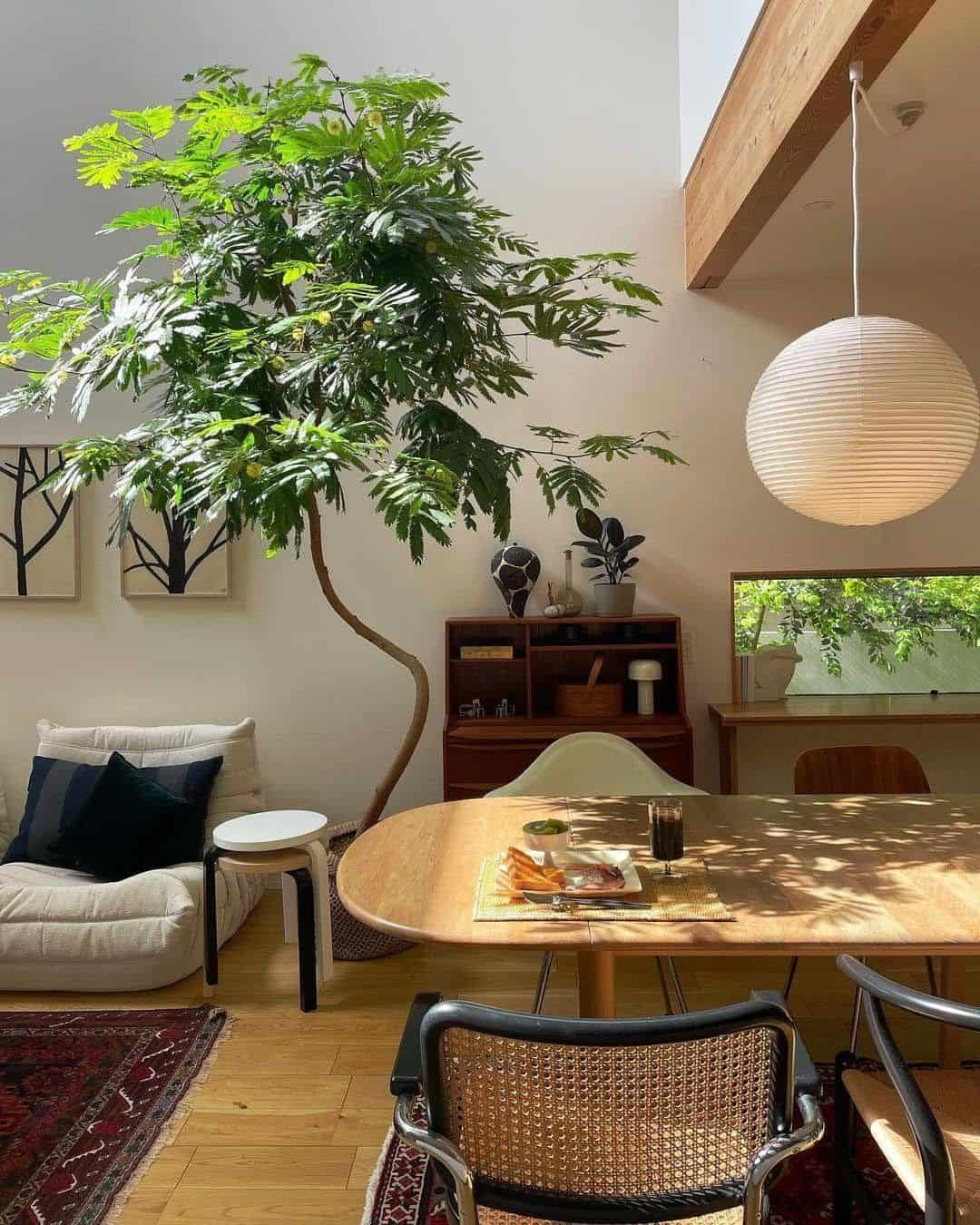 Indoor plant care, tree looking great in a beautiful Japandi living room.