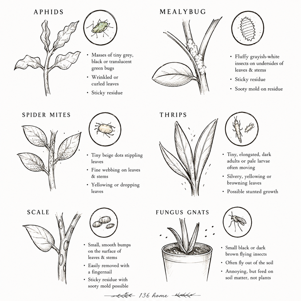 Indoor plant pest infographic.