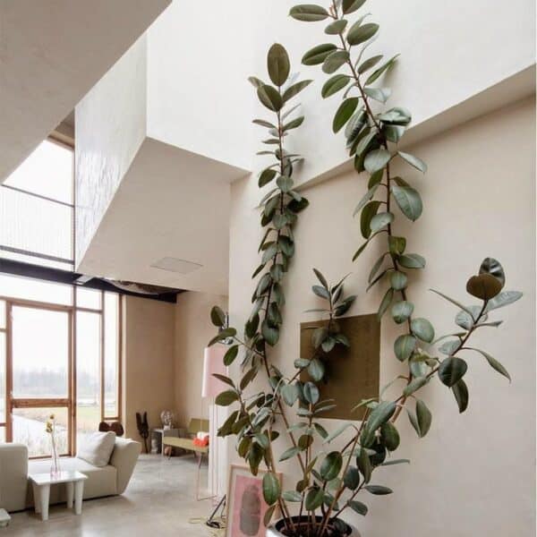 Ficus Rubber Tree Plant growing up a wall