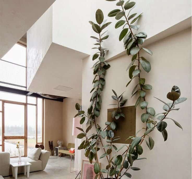 Ficus Rubber Tree Plant growing up a wall